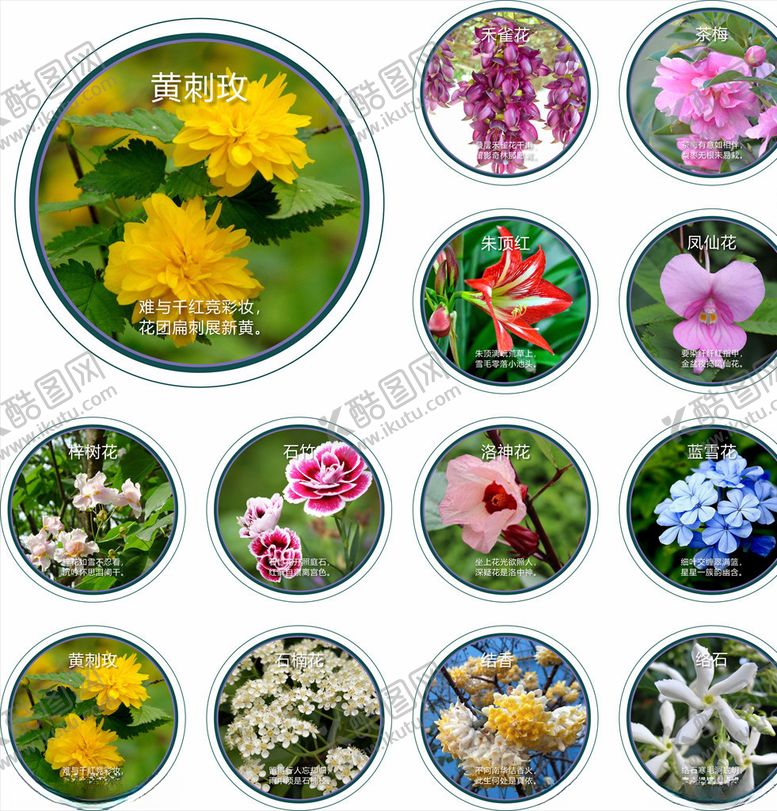编号：25324910170815596709【酷图网】源文件下载-花卉