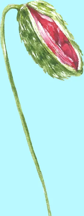 花卉树叶