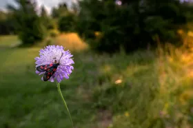 蝴蝶昆虫摄影虫类