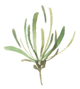 手绘植物花卉