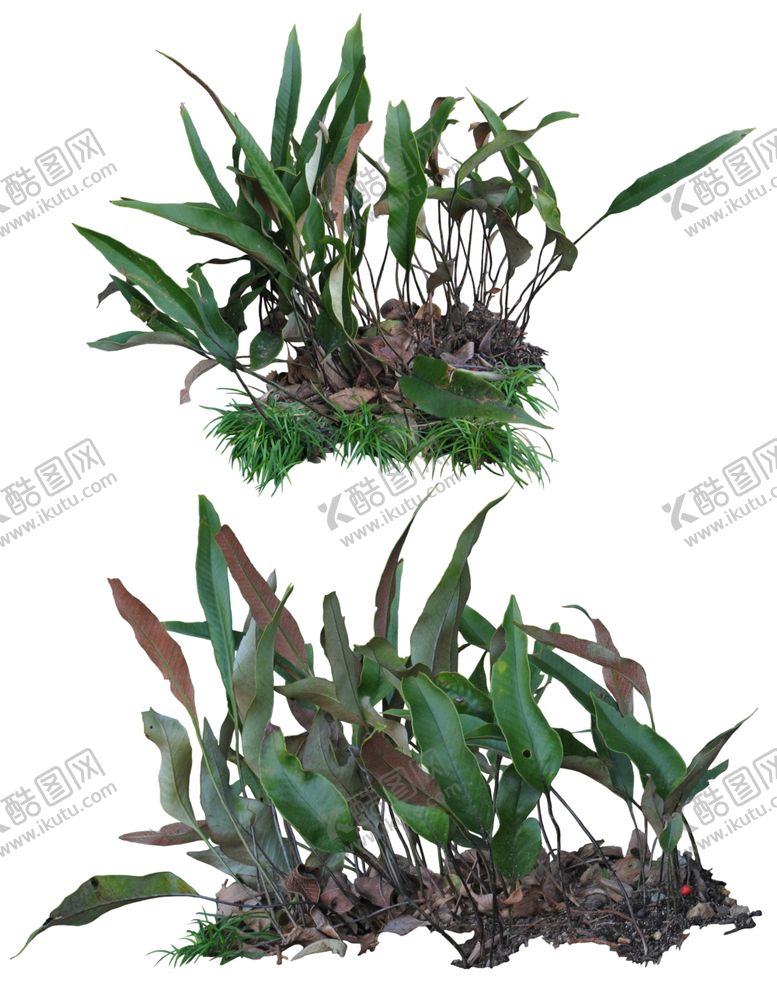 编号：37467509200754576636【酷图网】源文件下载-免扣植物素材图片