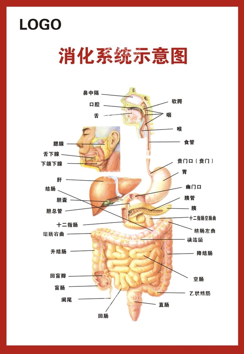 编号：73027711300924351719【酷图网】源文件下载-消化系统示意图