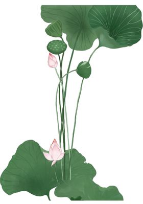 荷花