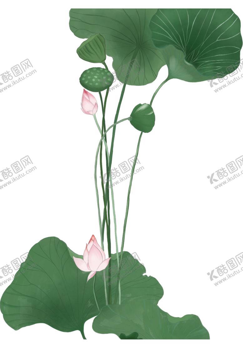 编号：16046406190423121368【酷图网】源文件下载-荷花