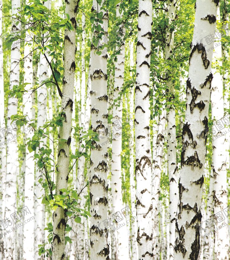 编号：85114309221128572185【酷图网】源文件下载-数码印花树叶