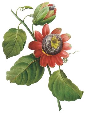 植物花卉油画装饰画