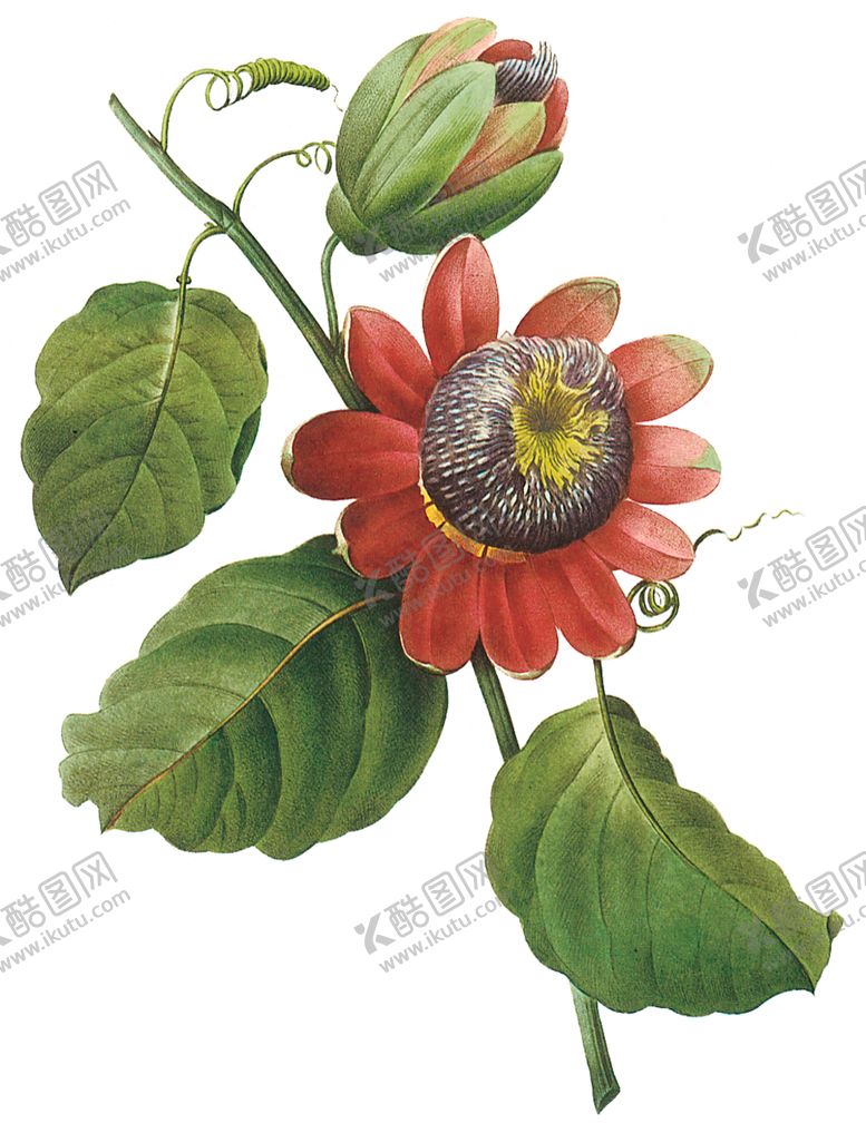 编号：99732010161745286000【酷图网】源文件下载-植物花卉油画装饰画