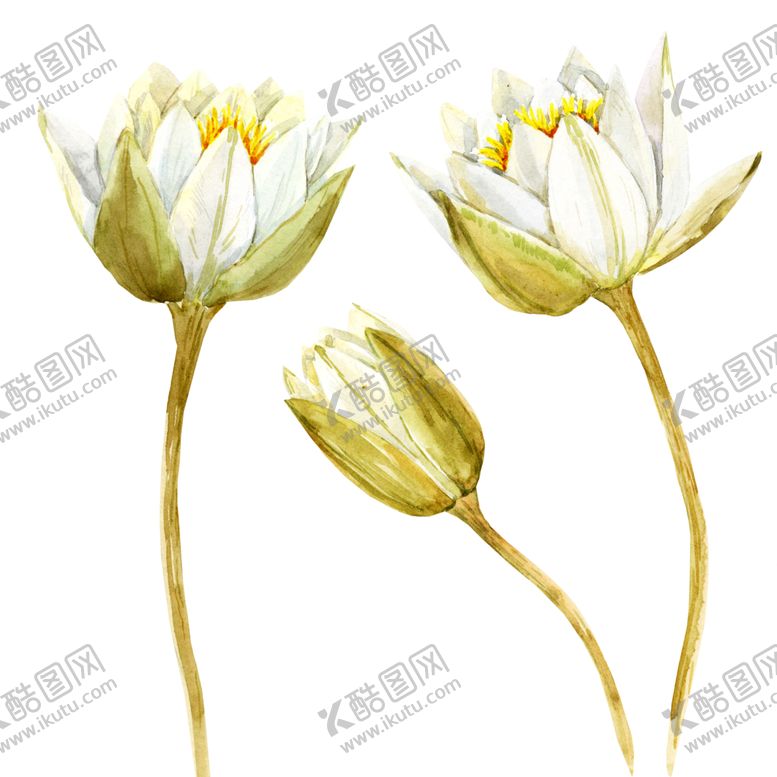 编号：90230309212200491730【酷图网】源文件下载-手绘植物