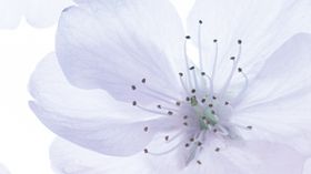 清新唯美花儿鲜花