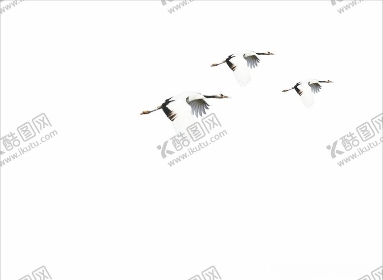 编号：33799305181955314801【酷图网】源文件下载-仙鹤