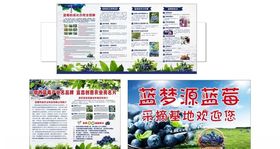 蓝梦源蓝莓基地