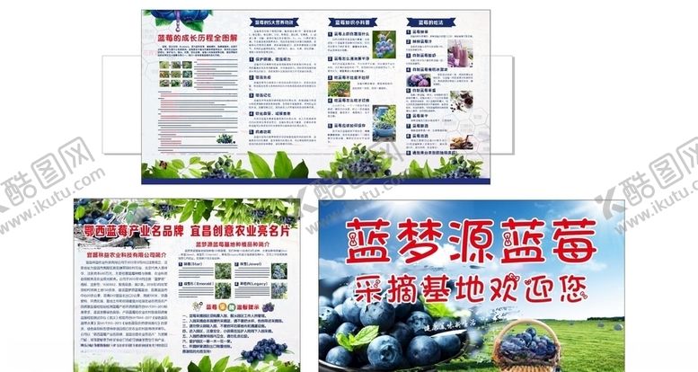 编号：11769405112125344330【酷图网】源文件下载-蓝梦源蓝莓基地