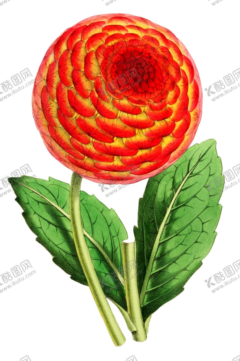 编号：86318910072348345382【酷图网】源文件下载-复古鲜花主题装饰图案