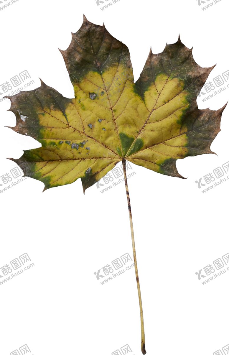 编号：74873810032139342402【酷图网】源文件下载-树叶