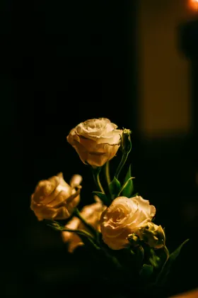 玫瑰摄影浪漫花卉