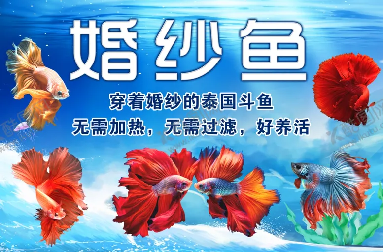 编号：20564502090702096183【酷图网】源文件下载-婚纱鱼