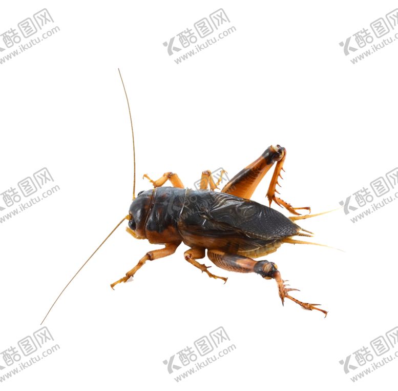 编号：55776306191221314965【酷图网】源文件下载-蝗虫