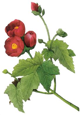 植物花卉油画装饰画