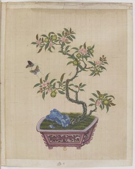 盆景花鸟