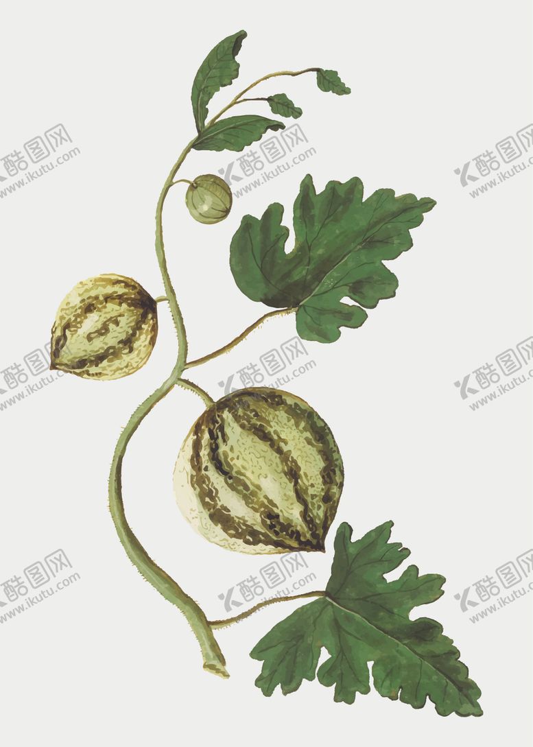 编号：62402609110320023843【酷图网】源文件下载-水果