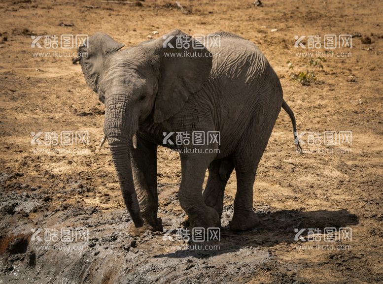 编号：60552412100651045167【酷图网】源文件下载-大象