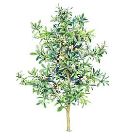 绿色背景植物边框淘宝唯美