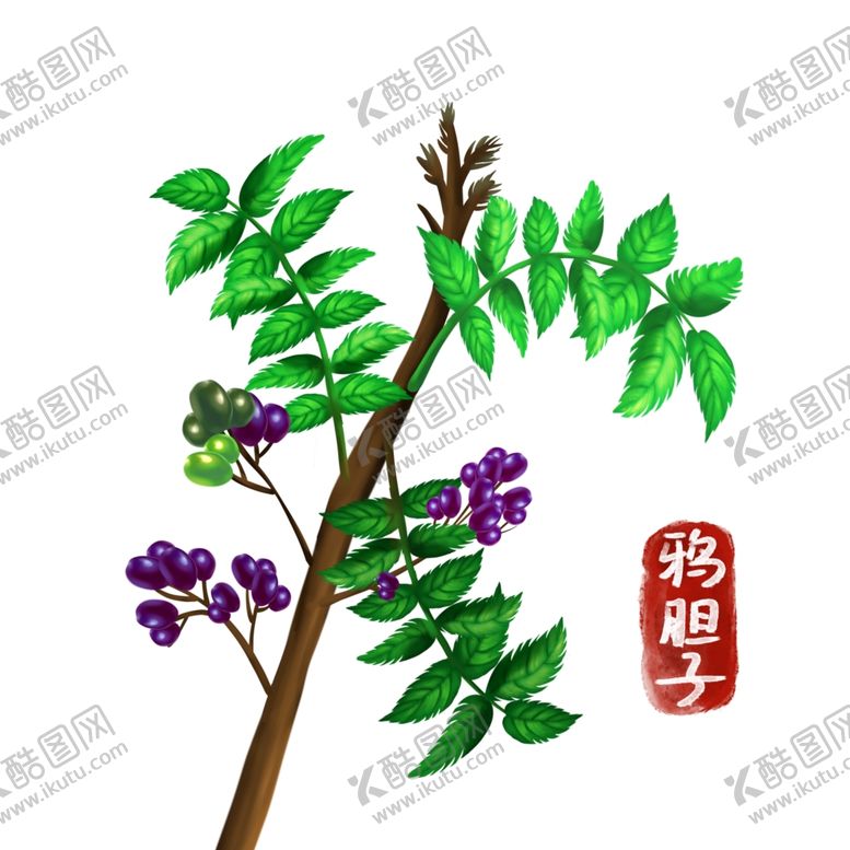 编号：21838402070137321576【酷图网】源文件下载-手绘鸦胆子
