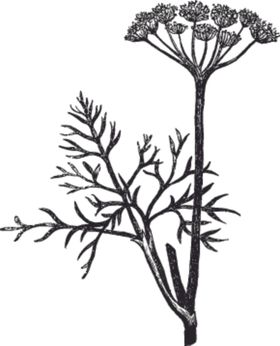 素描手绘蔬菜