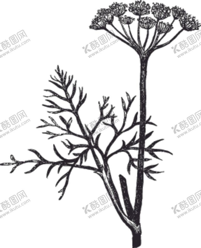 编号：36420909111000026049【酷图网】源文件下载-素描手绘蔬菜