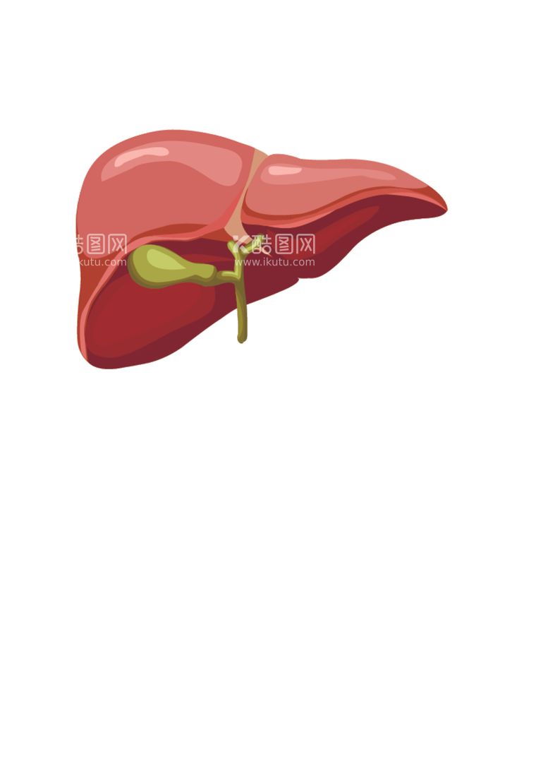 编号：98107212201401107034【酷图网】源文件下载-肝脏