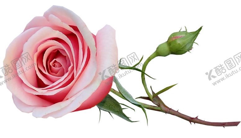 编号：14567209182240527291【酷图网】源文件下载-玫瑰花