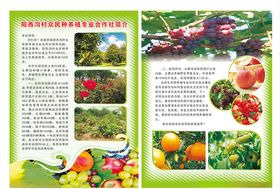 合作社宣传单