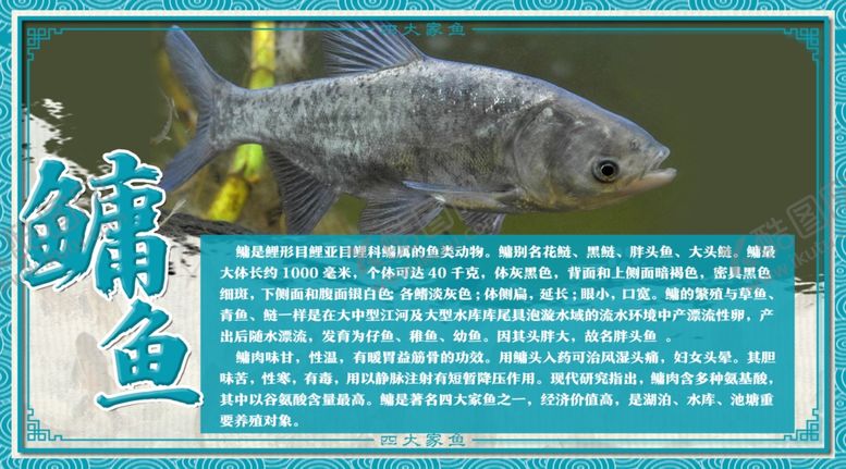 编号：52274202061255152966【酷图网】源文件下载-鳙鱼介绍牌
