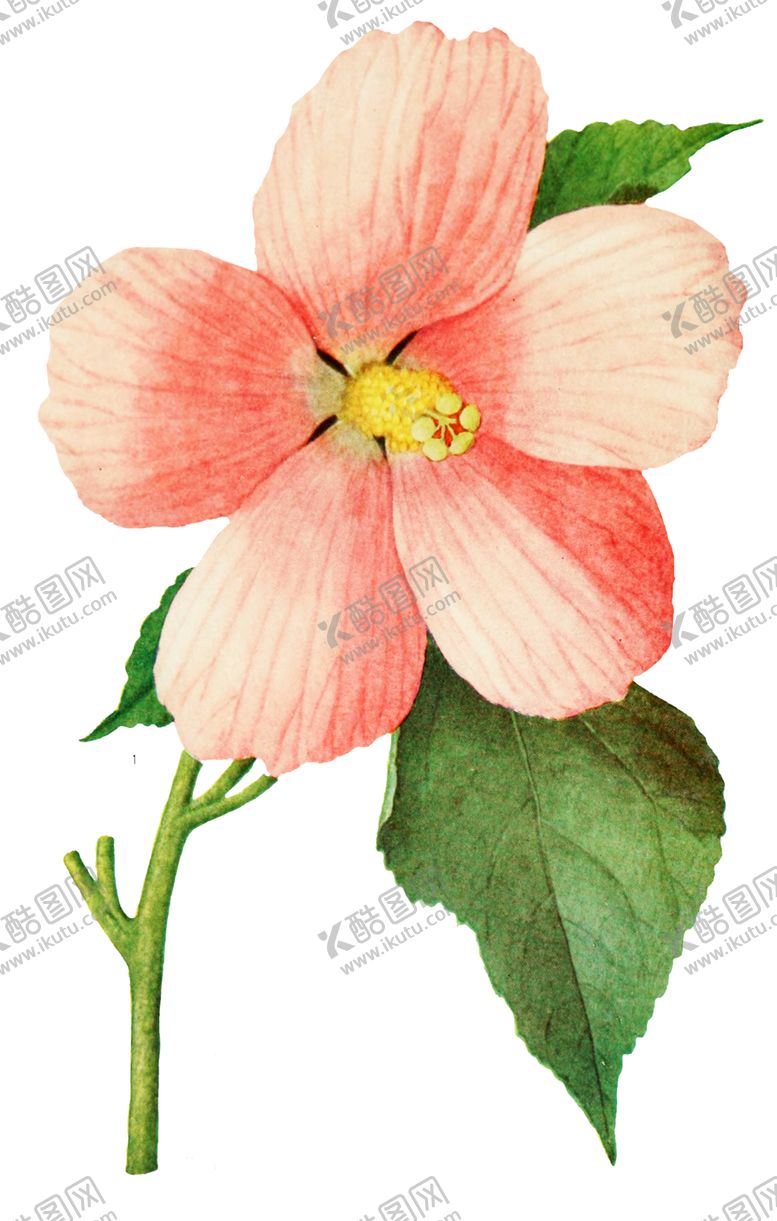 编号：28090806262333262089【酷图网】源文件下载-复古鲜花植物装饰图案