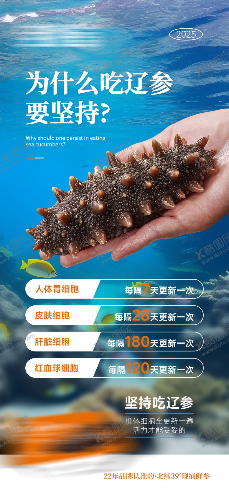 编号：14948311171806283640【酷图网】源文件下载-海参