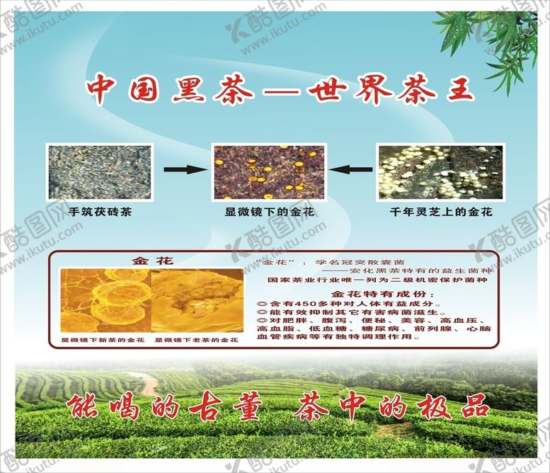 编号：16214202261812085529【酷图网】源文件下载-安化黑茶金花