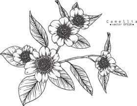 花卉花蕊