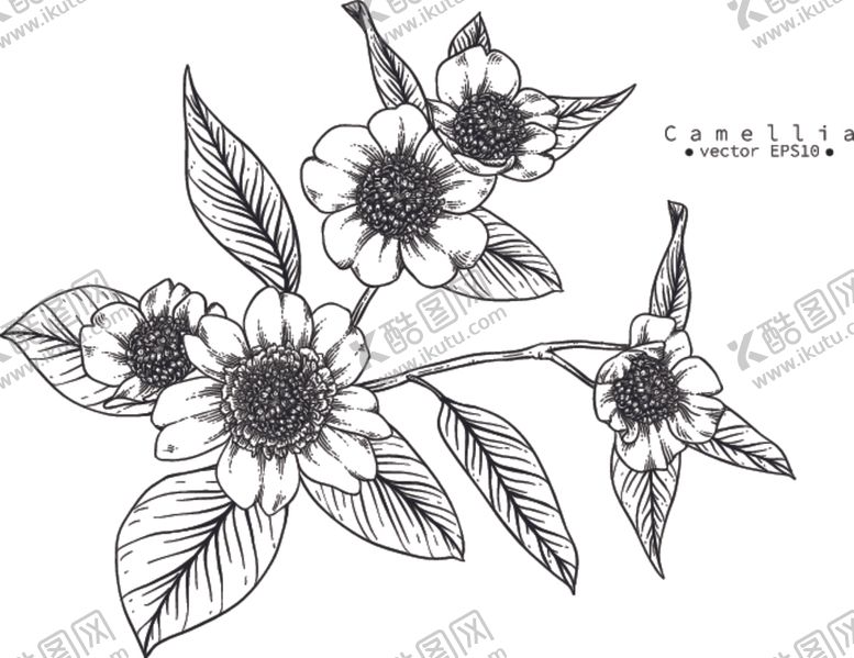 编号：40613610101219527486【酷图网】源文件下载-花卉花蕊
