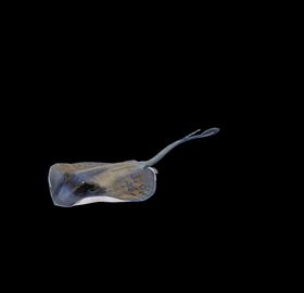海洋生物