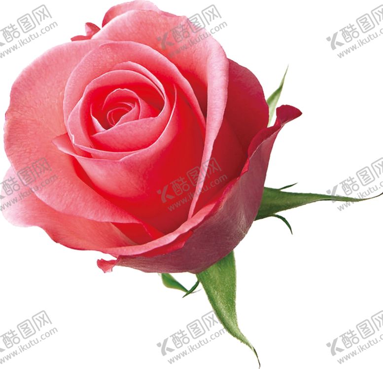 编号：61527605030938309999【酷图网】源文件下载-玫瑰花