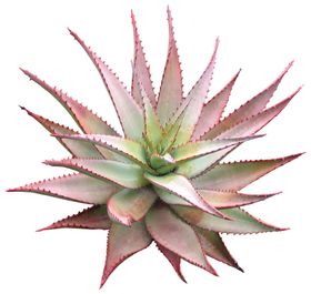 树叶绿叶植物免扣素材