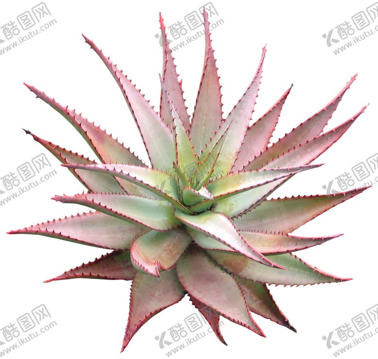 编号：36065206271227515593【酷图网】源文件下载-免扣植物素材