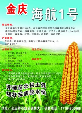 玉米种子宣传