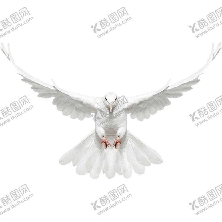 编号：22574609160821171387【酷图网】源文件下载-鸽子