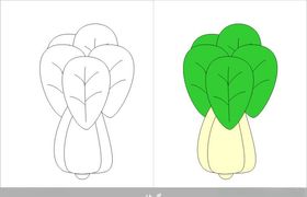 油菜