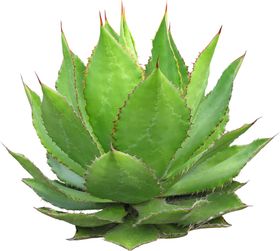 树叶绿叶植物免扣素材