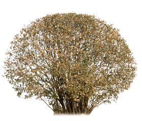 灌木球