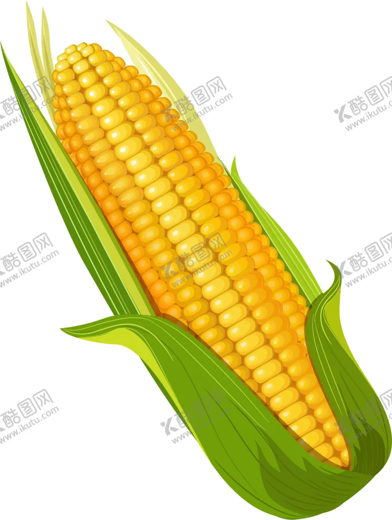 编号：37167302132235393116【酷图网】源文件下载-玉米图片