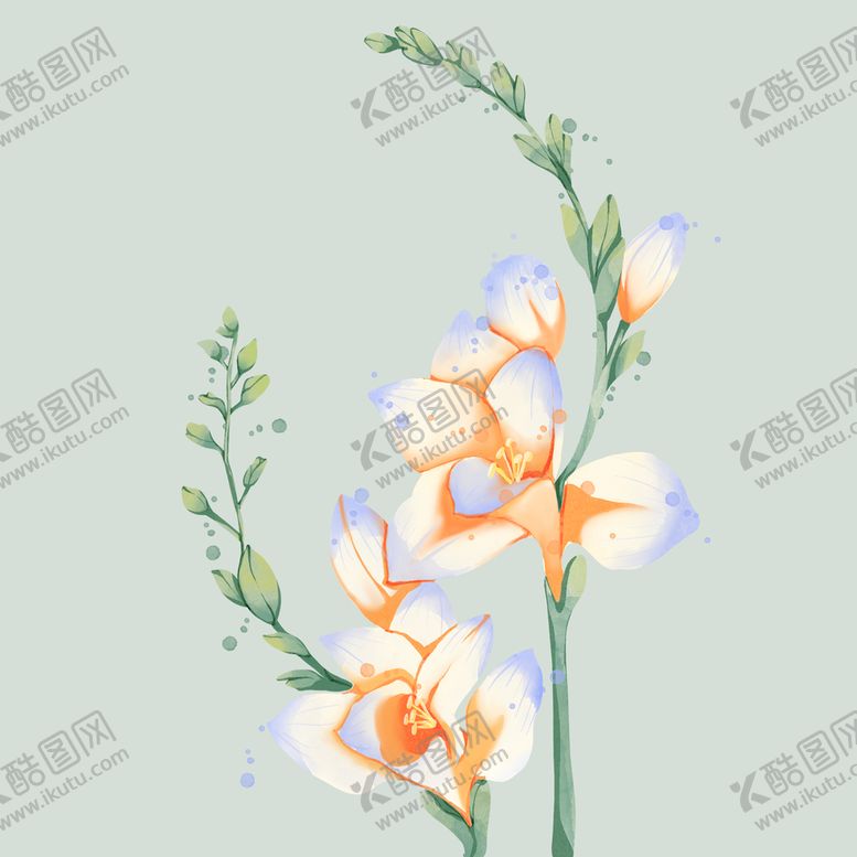 编号：15497209162135316425【酷图网】源文件下载-香雪兰