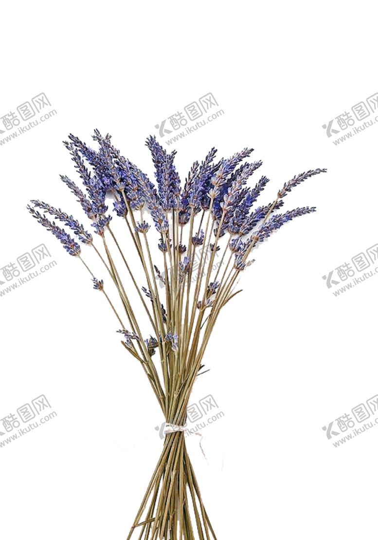 编号：98866406261053229563【酷图网】源文件下载-免抠背景干花枯花